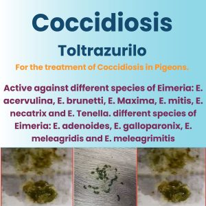 Coccidiosis Toltrazurilo to treat 100 Birds -200ml