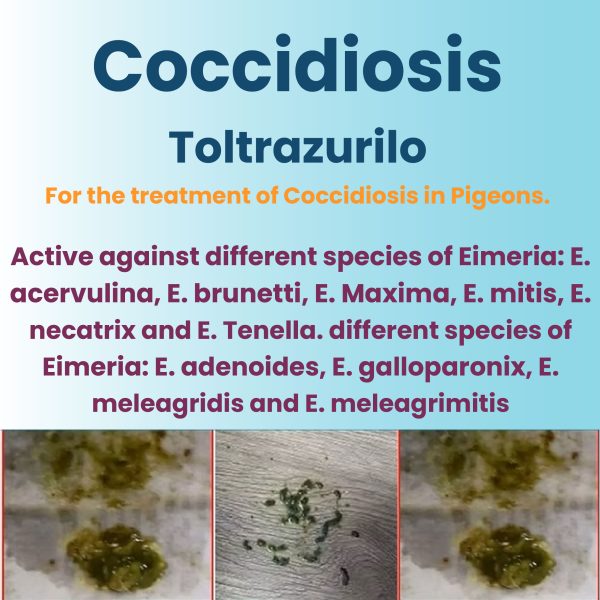 Coccidiosis Toltrazurilo to treat 50 Birds -100ml